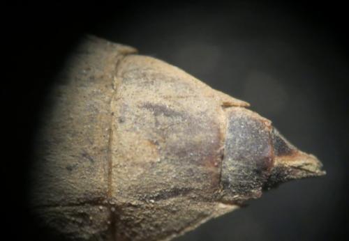 Gomphus vulgatissimus